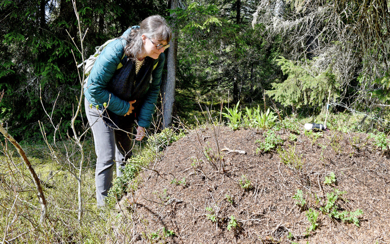 Sur les traces des fourmis des bois - journaldemorges.ch