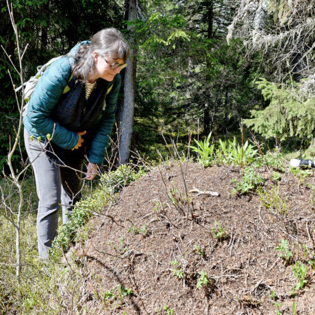 Sur les traces des  fourmis des bois