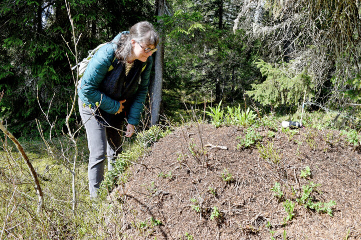 Sur les traces des  fourmis des bois