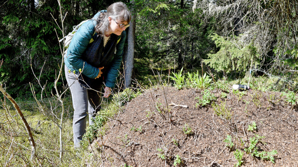 Sur les traces des  fourmis des bois