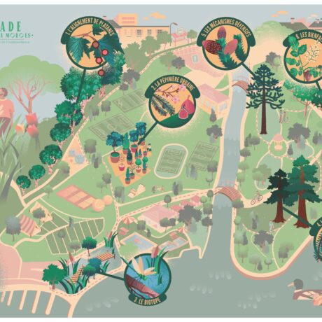 À Morges, une balade pour voir les arbres autrement
