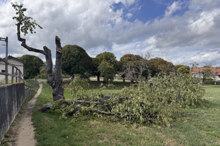 Des arbres ont été bien malmenés dans plusieurs communes du district.