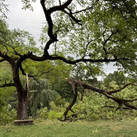 Fermeture de l&rsquo;Arboretum jusqu&rsquo;à nouvel avis
