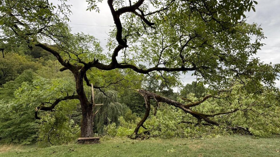 Fermeture de l'Arboretum jusqu'à nouvel avis