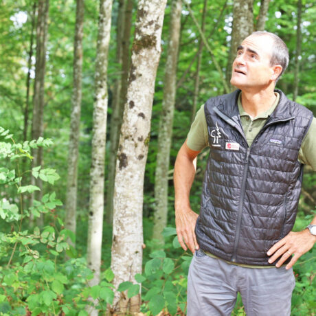 Vers quel futur tendent les forêts d’ici?
