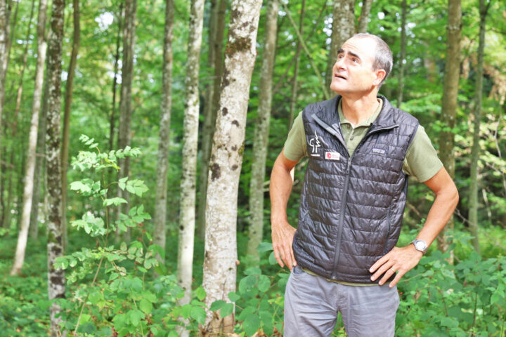 Vers quel futur tendent les forêts d’ici?