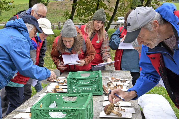 Une pénurie de mycologues inquiète les contrôleurs régionaux