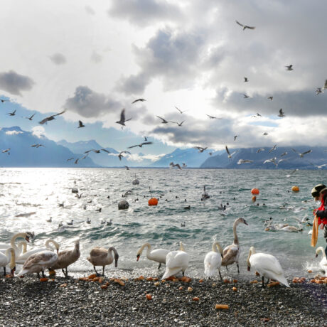 Un passant lui demande d’arrêter de nourrir les canards, il lui mord la joue!