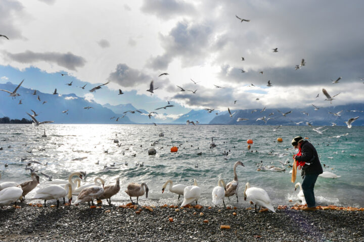 Un passant lui demande d’arrêter de nourrir les canards, il lui mord la joue!