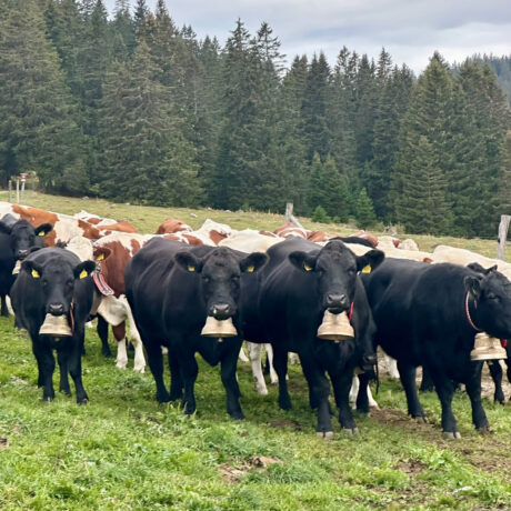 Deux génisses perdues sur le Mont-Tendre lors de la désalpe
