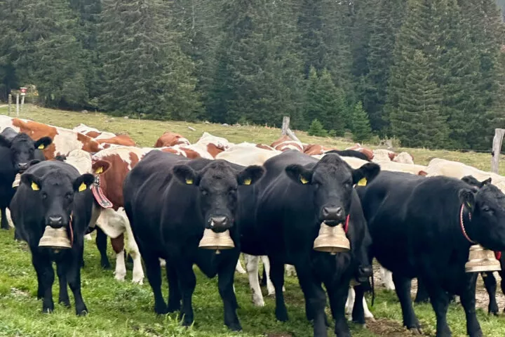Deux génisses perdues sur le Mont-Tendre lors de la désalpe