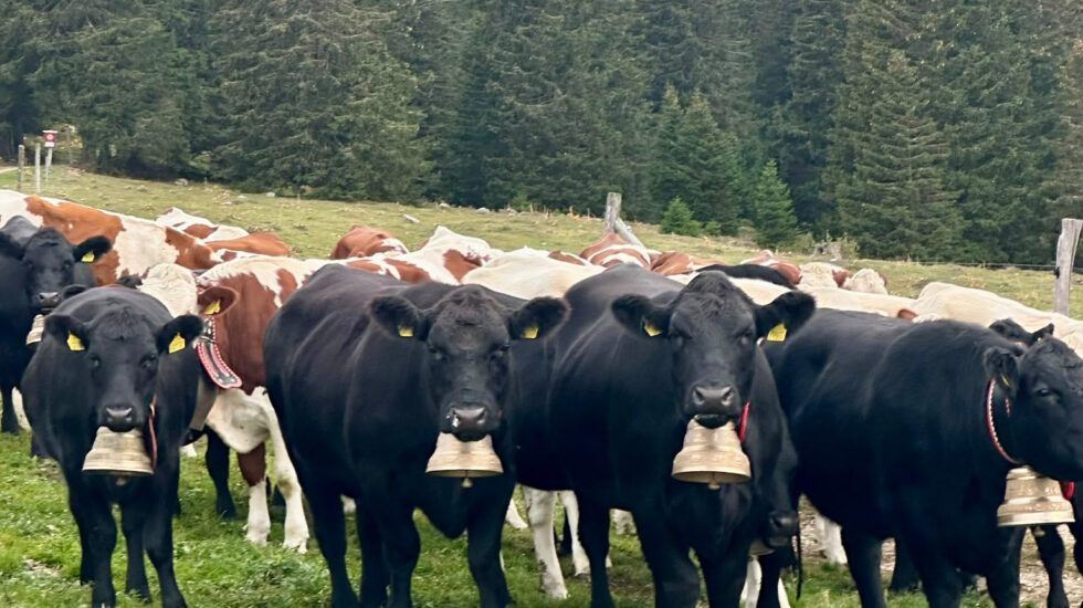 Deux génisses perdues sur le Mont-Tendre lors de la désalpe
