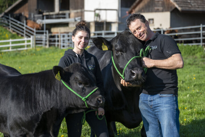 Les deux vaches fugueuses ont été retrouvées