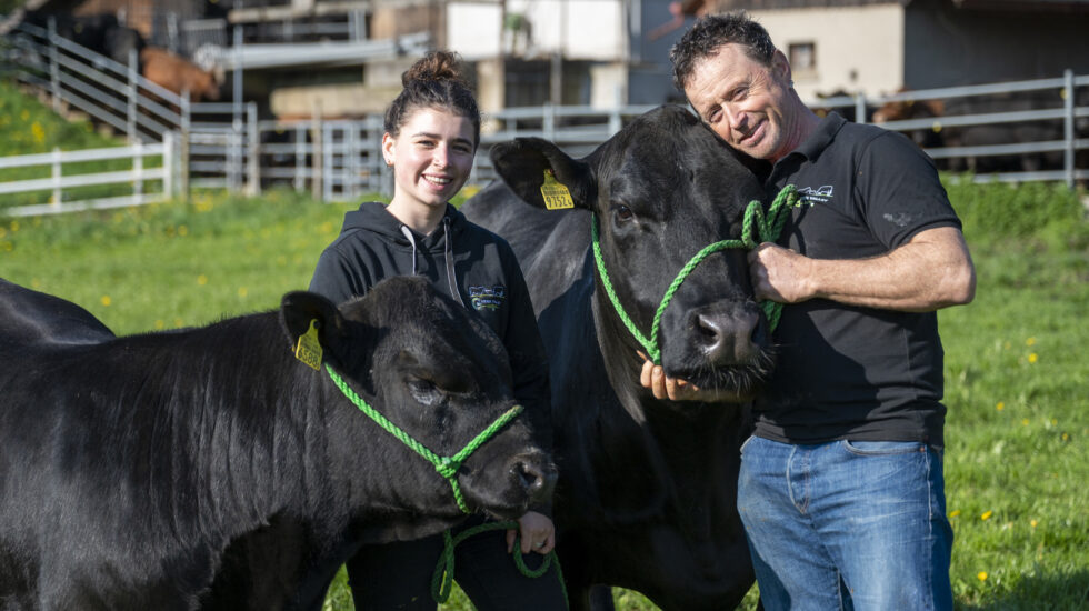 Les deux vaches fugueuses ont été retrouvées